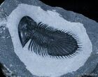 Tremendous Thysanopeltis Trilobite #2259-1